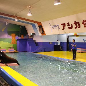 California sea lion show