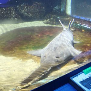 Sawfish