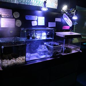 Tank for seahorse and fish