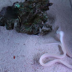 Ribbon eel(different colour)