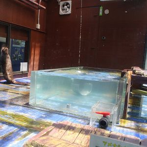 Cape clawless otter exhibit