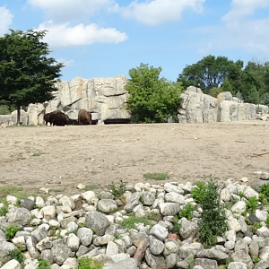 Jul. 2018 - Great Bear Wilderness - Bison Exhibit Panorama