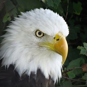 Jul. 2018 - Great Bear Wilderness - Bald Eagle