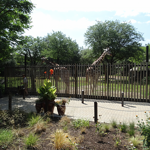 Jul. 2018 - Habitat Africa! The Savannah - Giraffe/Guest Feeding Area