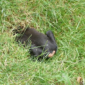 Sulawesi crested macaque, July 2018