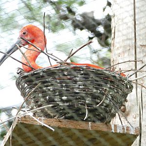 Scarlet ibis, July 2018