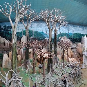 Jul. 2018 - Tropic World - Asia Panorama (6 Species)