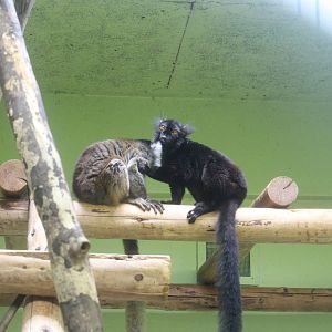 Black lemur and brown lemur