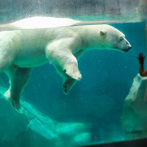 Jul. 2018 - Great Bear Wilderness - Hudson