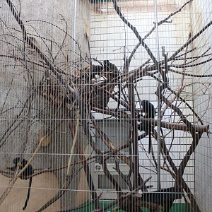 Exhibit for marmoset