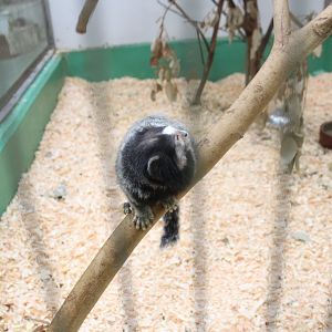 Black-tufted Marmoset