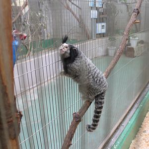 Black-tufted Marmoset