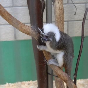 Cotton top tamarin