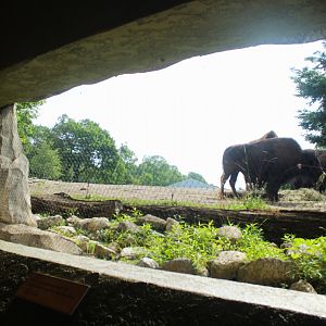 Jul. 2018 - Great Bear Wilderness - Under the Bridge Bison Viewing