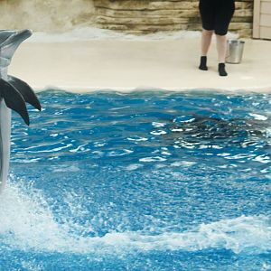 Jul. 2018 - Seven Seas - Dolphin Show