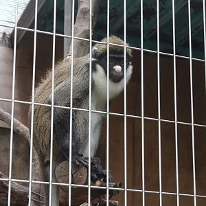 lesser spot-nosed guenon