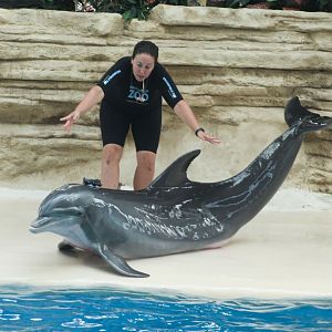 Jul. 2018 - Seven Seas - Dolphin Show (With a Data Tag)