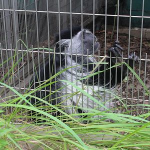 Angola colobus