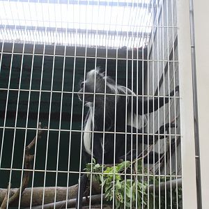Angola colobus