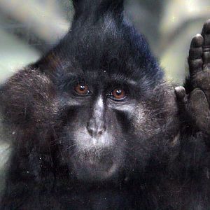 Jul. 2018 - Tropic World - Black-capped Mangabey