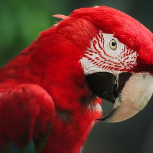 Jul. 2018 - Reptiles & Birds - Green-winged Macaw