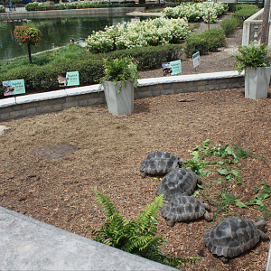 Jul. 2018 - Formal Pool - Tortoise Exhibit (4 Species)