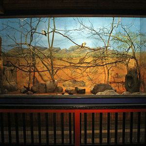 Jul. 2018 - Australia - Kookaburra Exhibit