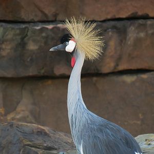 Rhino Reserve - Grey Crowned Crane