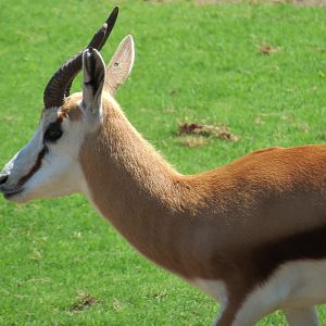 Rhino Reserve - Springbok