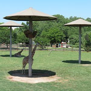 Giraffe Experience - Reticulated Giraffe