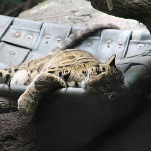 Clouded Leopard
