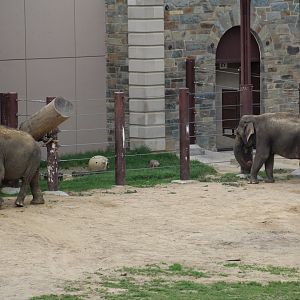 Indian & Sri Lankan Elephant