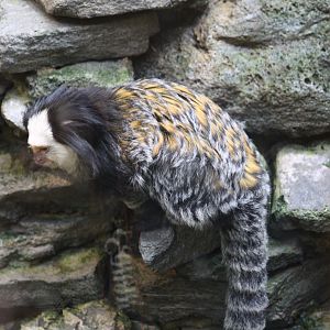 Geoffroy's Marmoset