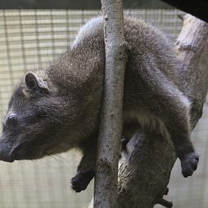 Rock Hyrax