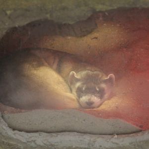 Black-Footed Ferret
