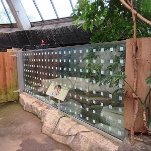 Toucan Ridge - 3 Bird Species