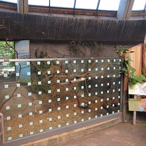 Toucan Ridge - Mara/Giant Wood Rail/Chestnut-mandibled Toucan Indoor Exhibit