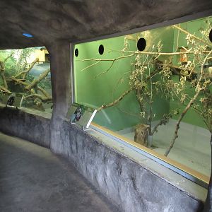 Toucan Ridge - Cotton-top Tamarin + Red Panda Indoor Exhibits