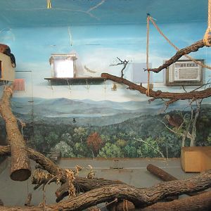 Toucan Ridge - Red Panda Indoor Exhibit