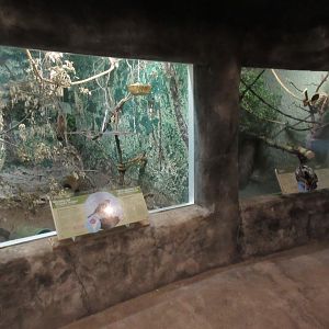 Toucan Ridge - Tropical House