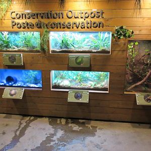 Toucan Ridge - Tropical House Exhibits (5 Species)