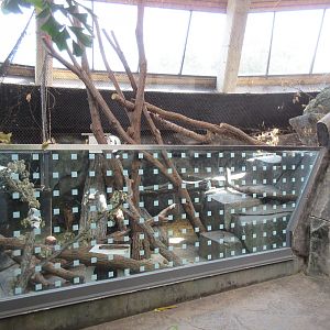 Toucan Ridge - Ocelot Indoor Exhibit