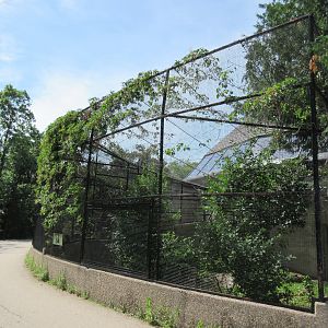 Toucan Ridge - Yellow-footed Tortoise Outdoor Exhibit