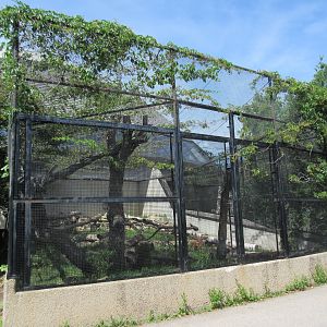 Toucan Ridge - Ocelot Outdoor Exhibit