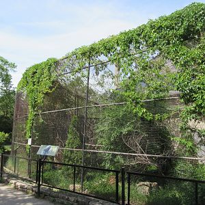 Toucan Ridge - Goeldi's Monkey Outdoor Exhibit