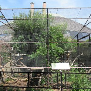 Toucan Ridge - Yellow-throated Marten Exhibit