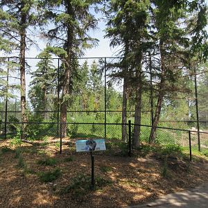 Grey Wolf Exhibit - New in 2018