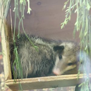 Mexican Opossum