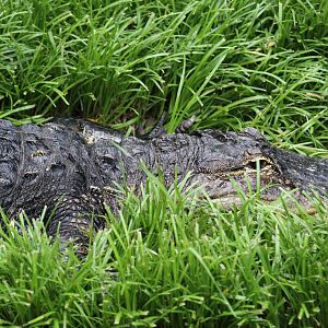 American Alligator