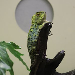 Chameleon Forest Dragon